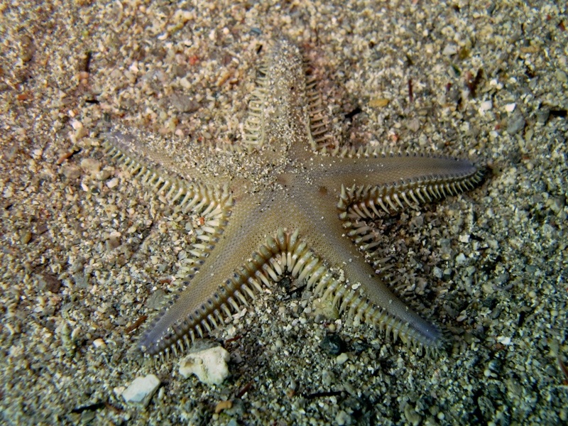 Astropecten platyacanthus (Philippi, 1837)